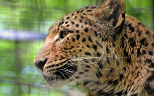 Фотография Большие кошки Леопарды Животные