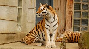 Картинка Большие кошки Тигры