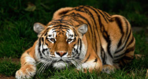 Фотографии Большие кошки Тигры