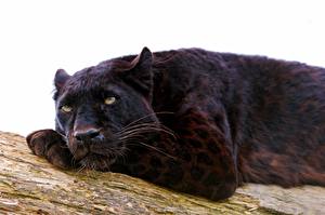 Фотографии Большие кошки Пантера Животные