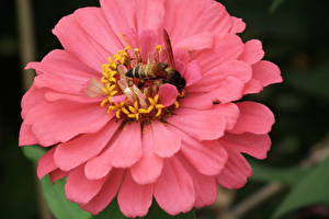 Фотографии Майоры Цветы