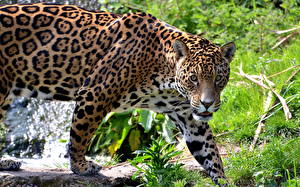 Фото Большие кошки Ягуары Животные
