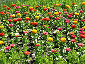 Картинки Циннии Цветы