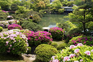 Обои Сады Пруд Кусты Kobe Japan Природа