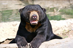 Фото Медведь Бурые Медведи Животные