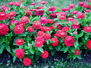 Картинки Майоры цветок