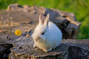 Фотографии Грызуны Кролики Животные