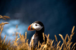 Обои Птица Экзотические Тупик Животные