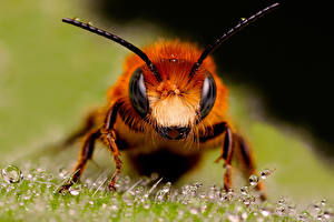 Фотография Насекомые Пчелы Животные