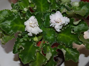 Обои Фиалки Цветы