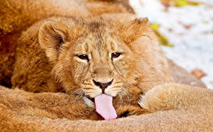 Фотографии Большие кошки Львы Язык (анатомия) Язык в рот не входит :) животное