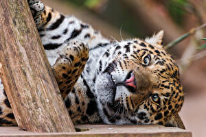 Фотографии Большие кошки Ягуар Животные