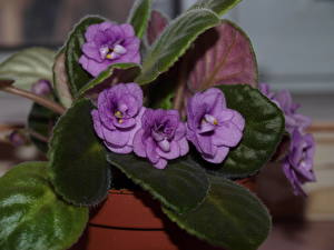 Обои для рабочего стола Фиалки цветок