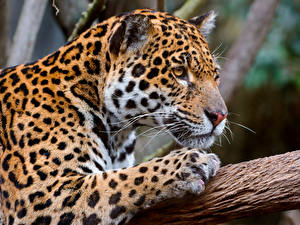 Фотография Большие кошки Ягуар животное