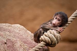 Фото Обезьяны детеныш бабуина