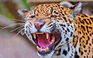 Фото Большие кошки Ягуары Животные