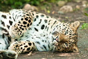 Фотографии Большие кошки Леопарды