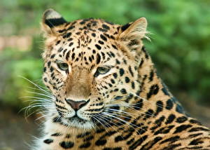 Фотография Большие кошки Леопарды животное
