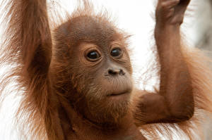 Фотографии Обезьяны детеныш орангутанга Животные