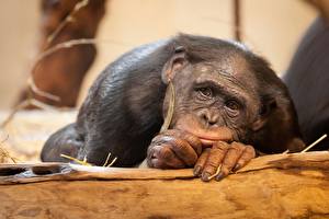 Обои Обезьяны шимпанзе