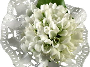 Фотография Галантус цветок