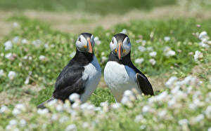Фотографии Птица Экзотические Тупики Животные