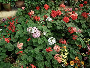 Фотография Журавельник цветок