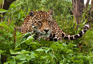 Фотографии Большие кошки Ягуар