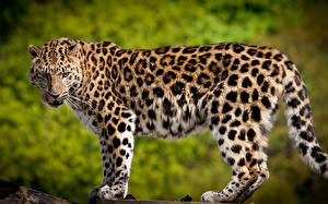 Картинки Большие кошки Леопард