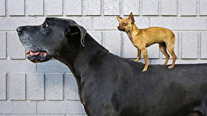 Фотография Собака Чихуахуа Немецкий дог чихуахуа на спине дога