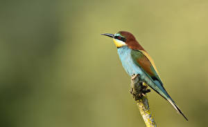 Фото Птица Экзотические Щурка животное