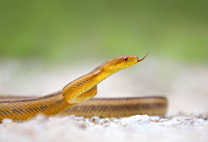 Картинка Змея животное