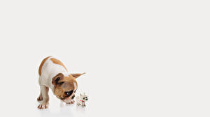 Фотографии Собака Бульдога Французский бульдожка