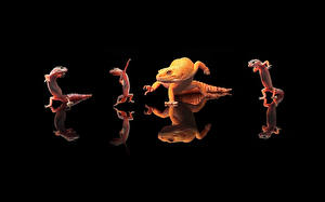 Картинки Рептилии Ящерицы