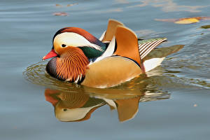 Картинки Птица Утки Мандаринка