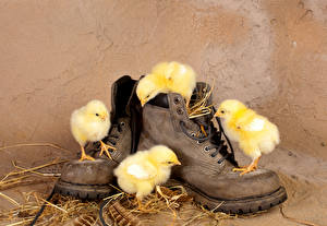 Фото Птица Цыплята Ботинки Птенчики в ботинках животное