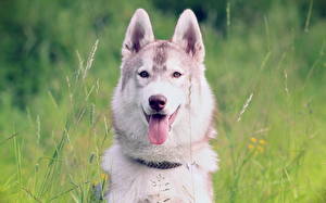 Картинки Собака Хаски Сибирский хаски животное