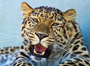 Картинка Большие кошки Леопард