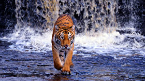 Фотографии Большие кошки Тигр