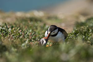 Фото Птицы Экзотические Тупики животное
