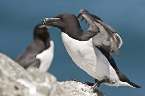 Фото Птица Экзотические животное
