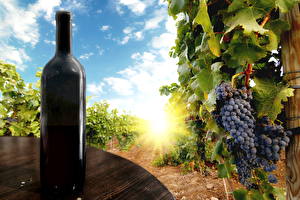 Фотографии Фрукты Виноград Виноградник Продукты питания