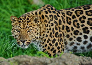 Картинка Большие кошки Леопарды животное