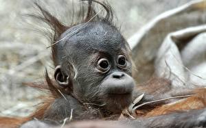 Картинка Обезьяны детеныш орангутанга