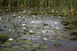 Картинка Водяные лилии цветок