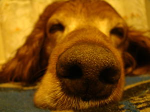 Фотографии Собаки Ирландский сеттер нос Животные