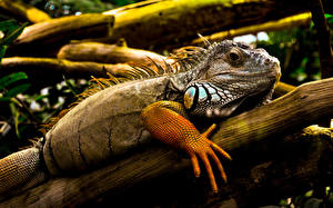 Картинки Рептилии Игуана Животные