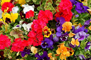 Фотографии Анютины глазки