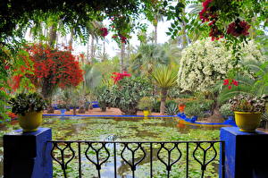Картинка Сады Пруд Morocco Marrakech Jardin Majorelle Природа