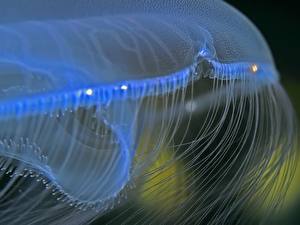 Картинка Подводный мир Медузы